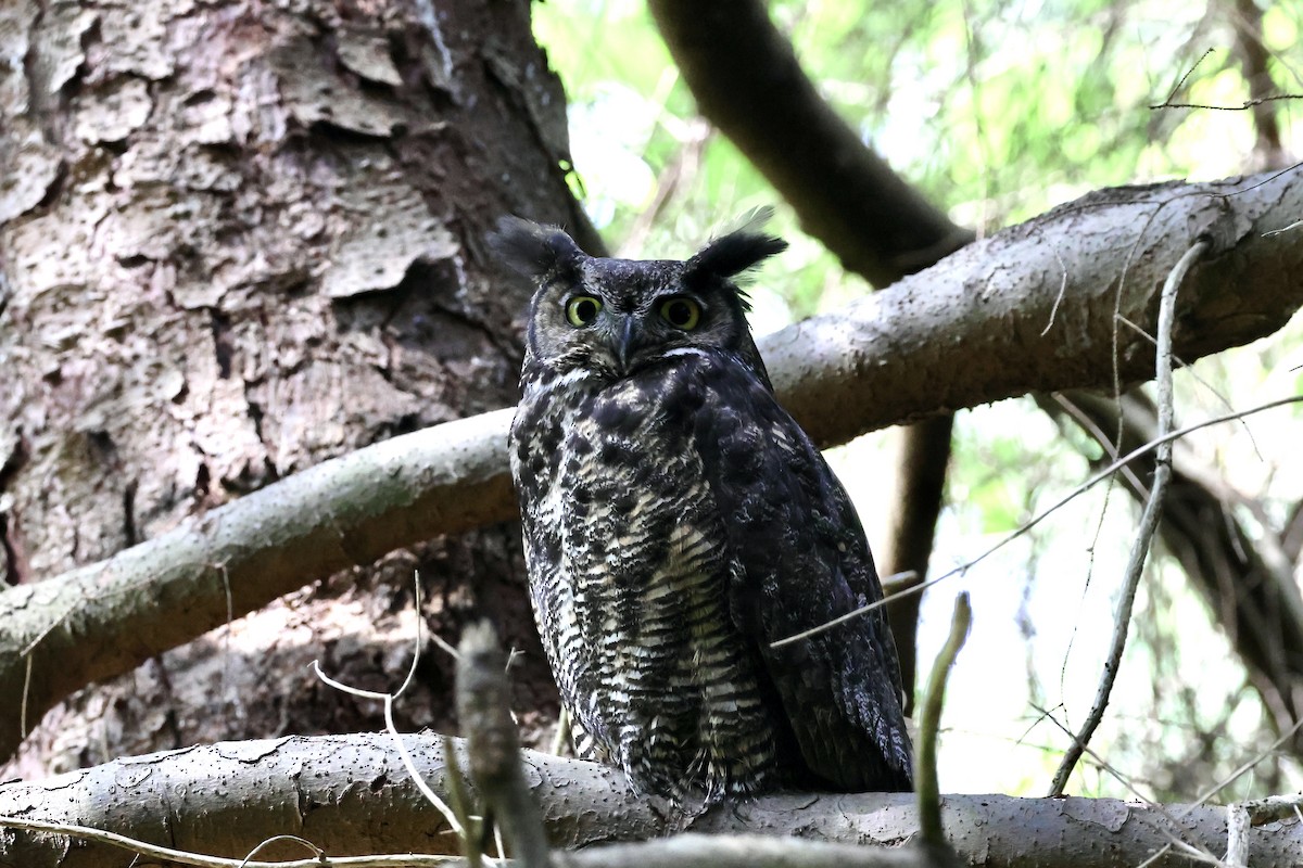 Great Horned Owl - ML621017446