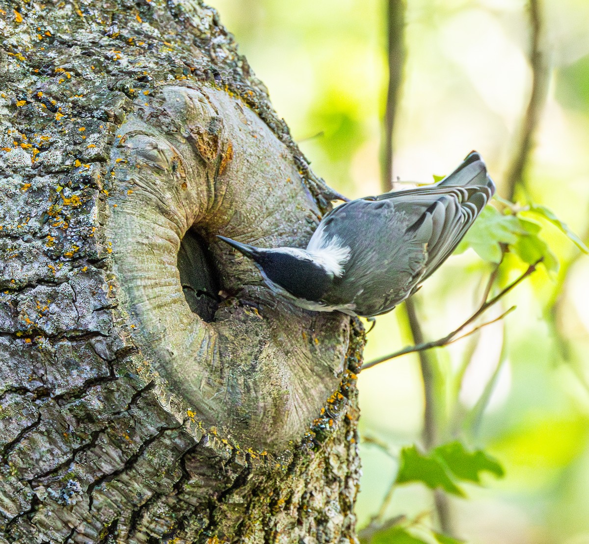 White-breasted Nuthatch - ML621017464