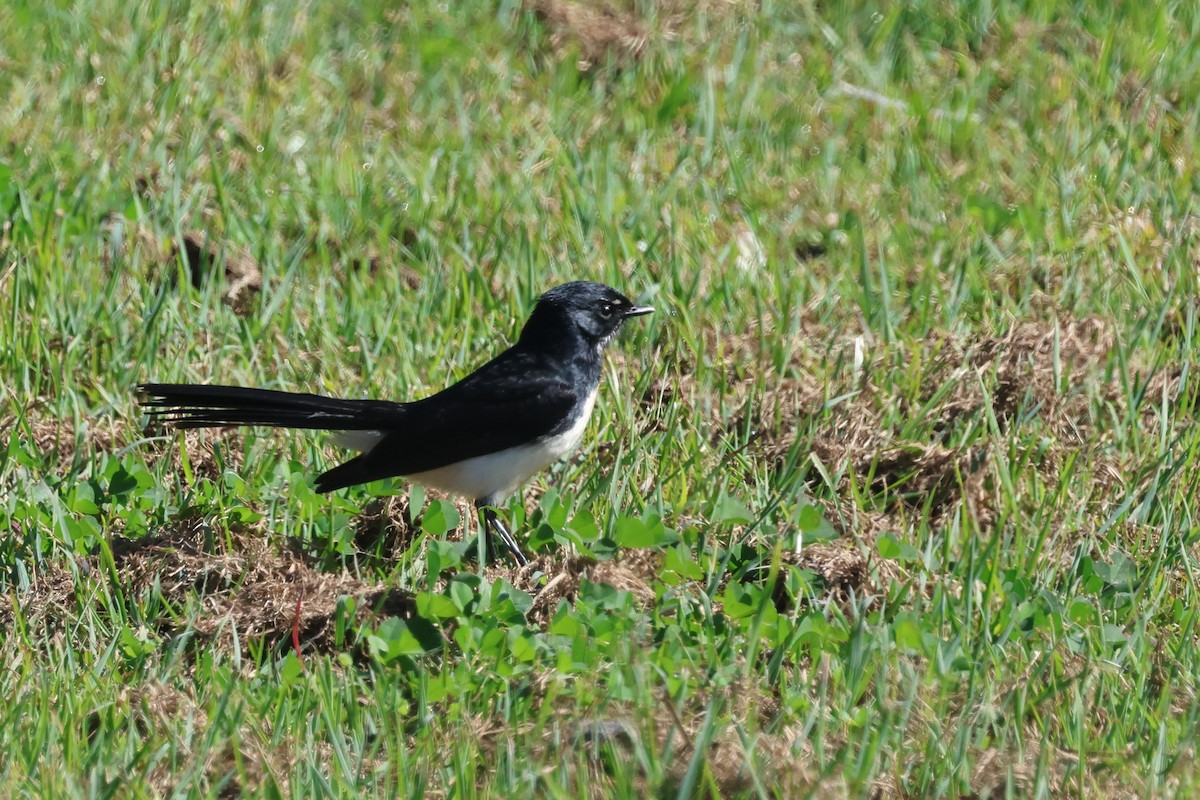 Willie-wagtail - ML621017496