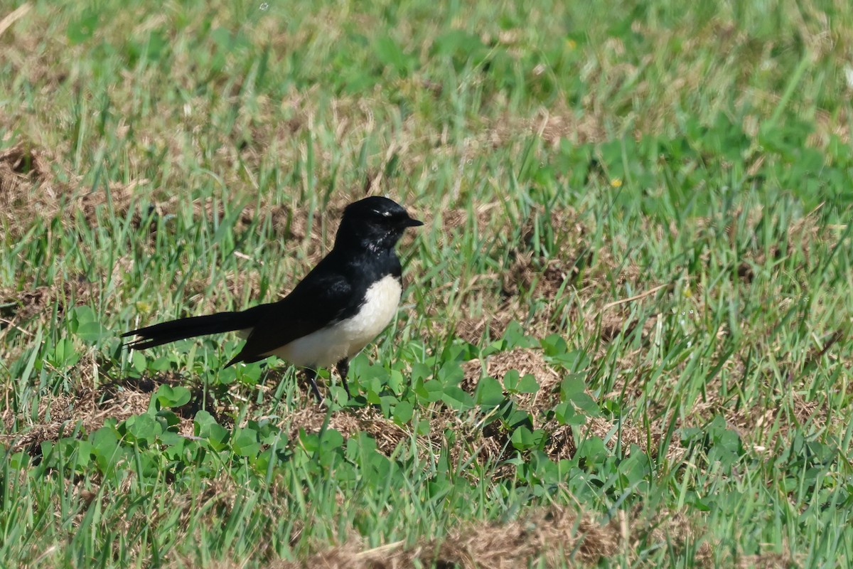 Willie-wagtail - ML621017497