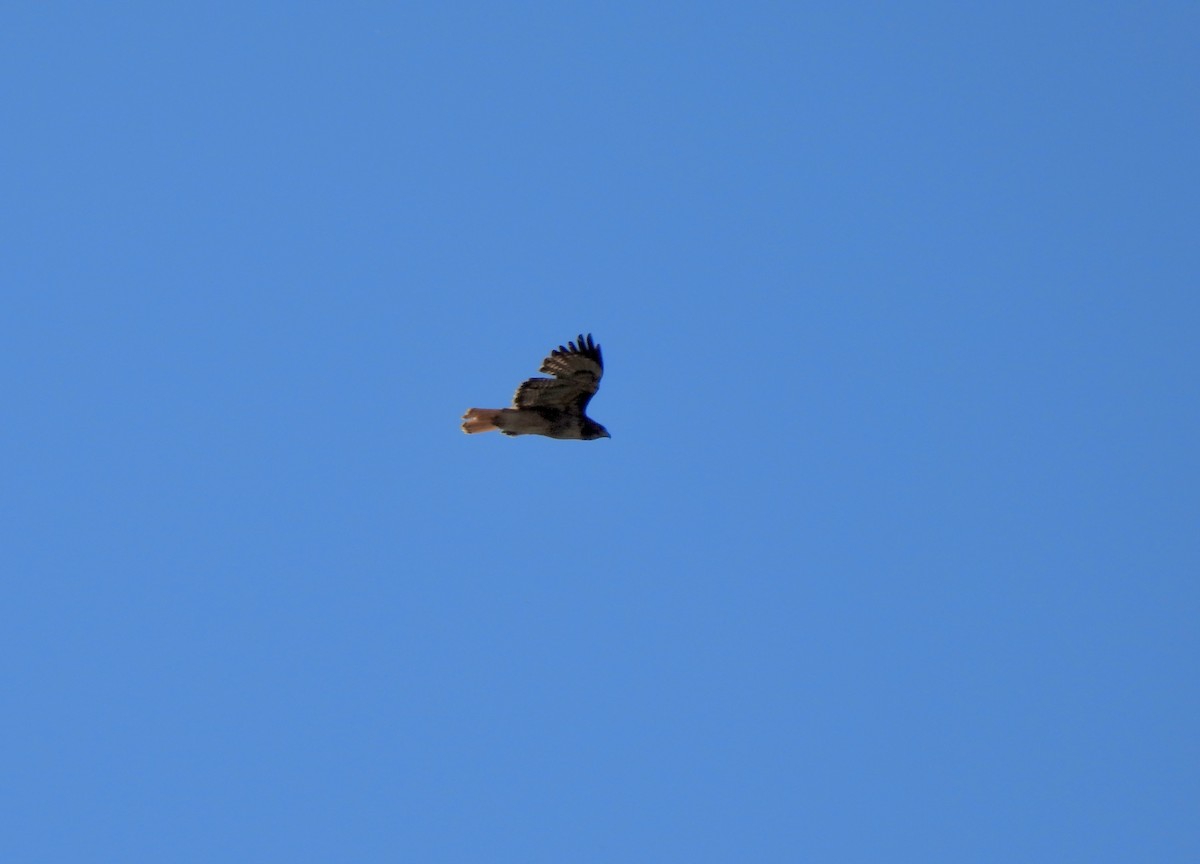 Red-tailed Hawk - ML621017505