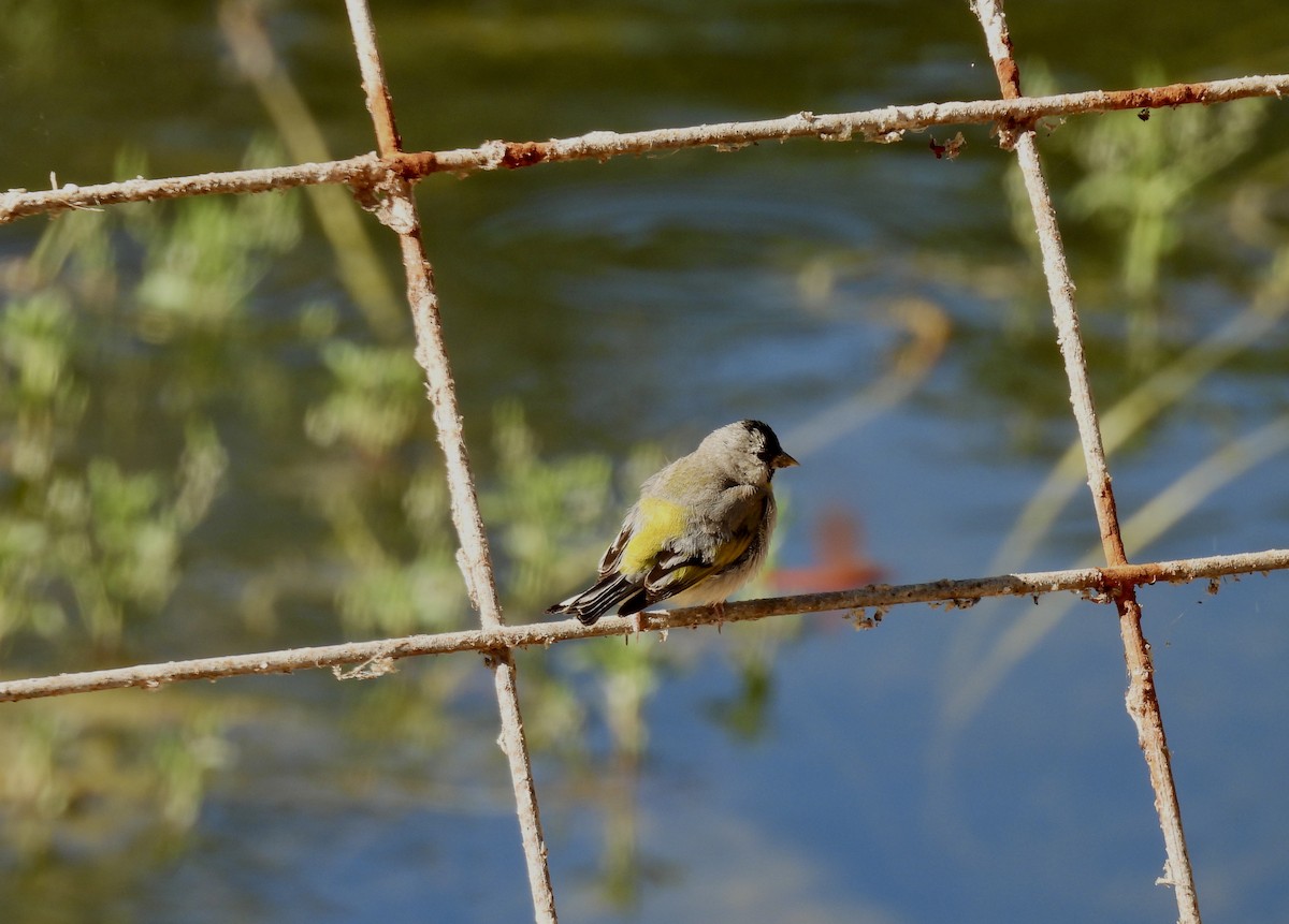 Lawrence's Goldfinch - ML621017521