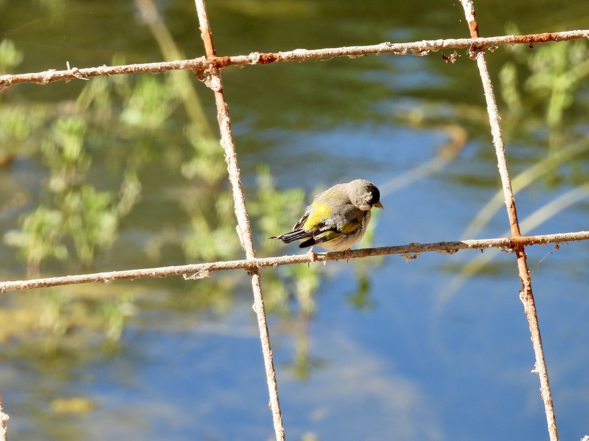 Lawrence's Goldfinch - ML621017522