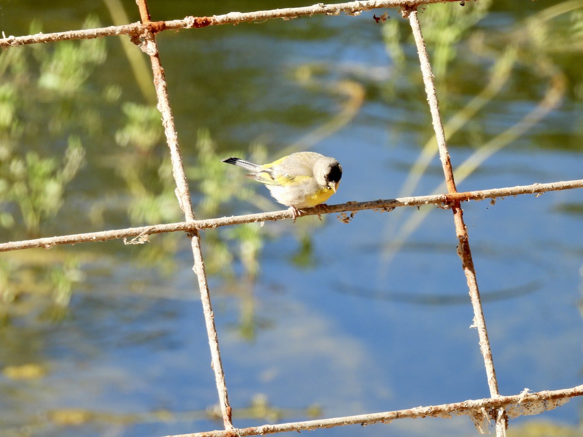 Lawrence's Goldfinch - ML621017524