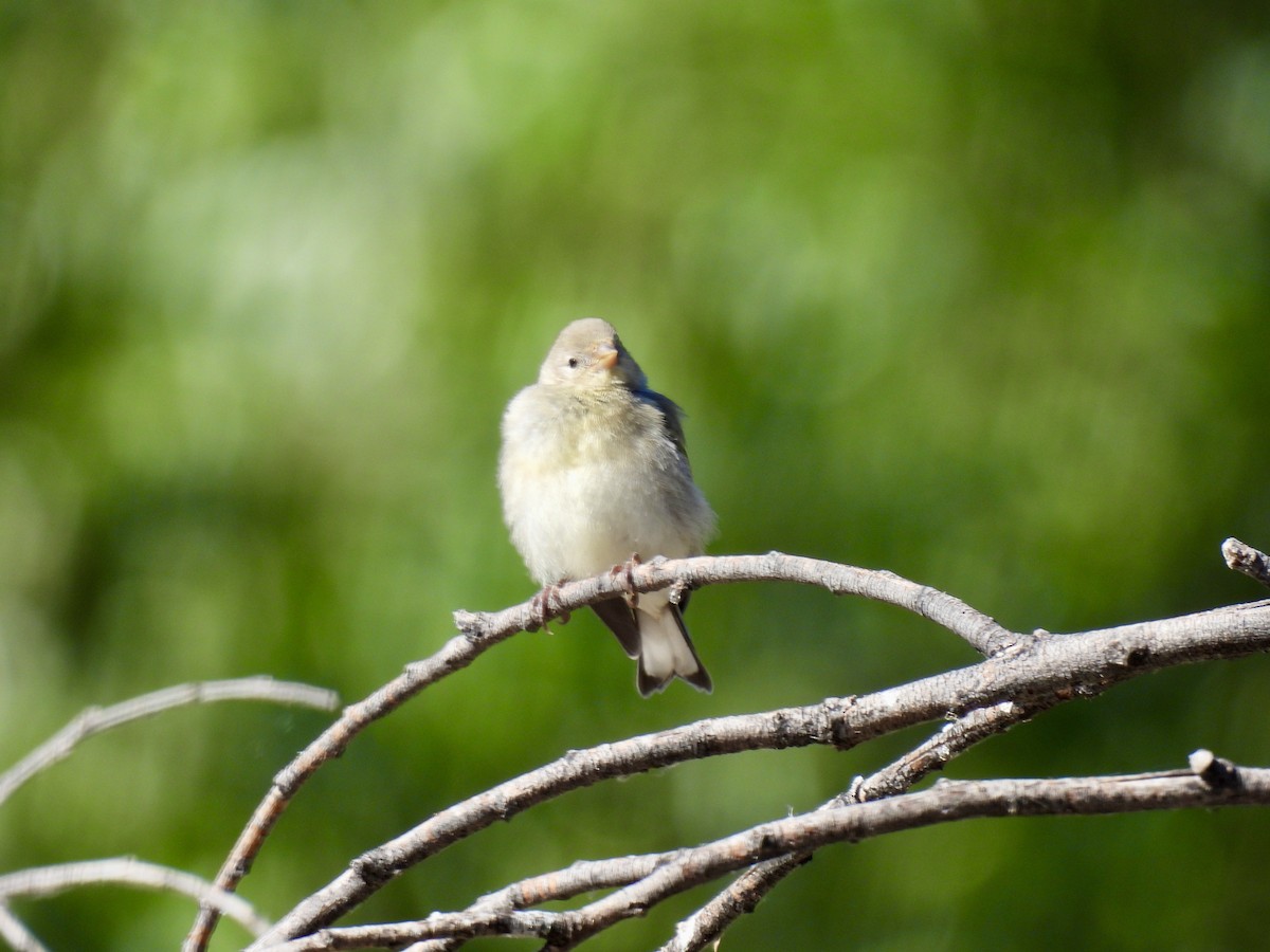 Lawrence's Goldfinch - ML621017525