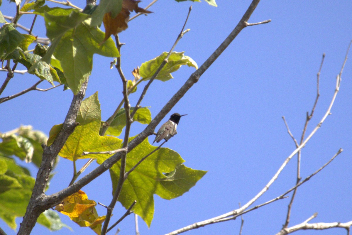 Kara Boğazlı Kolibri - ML621017548