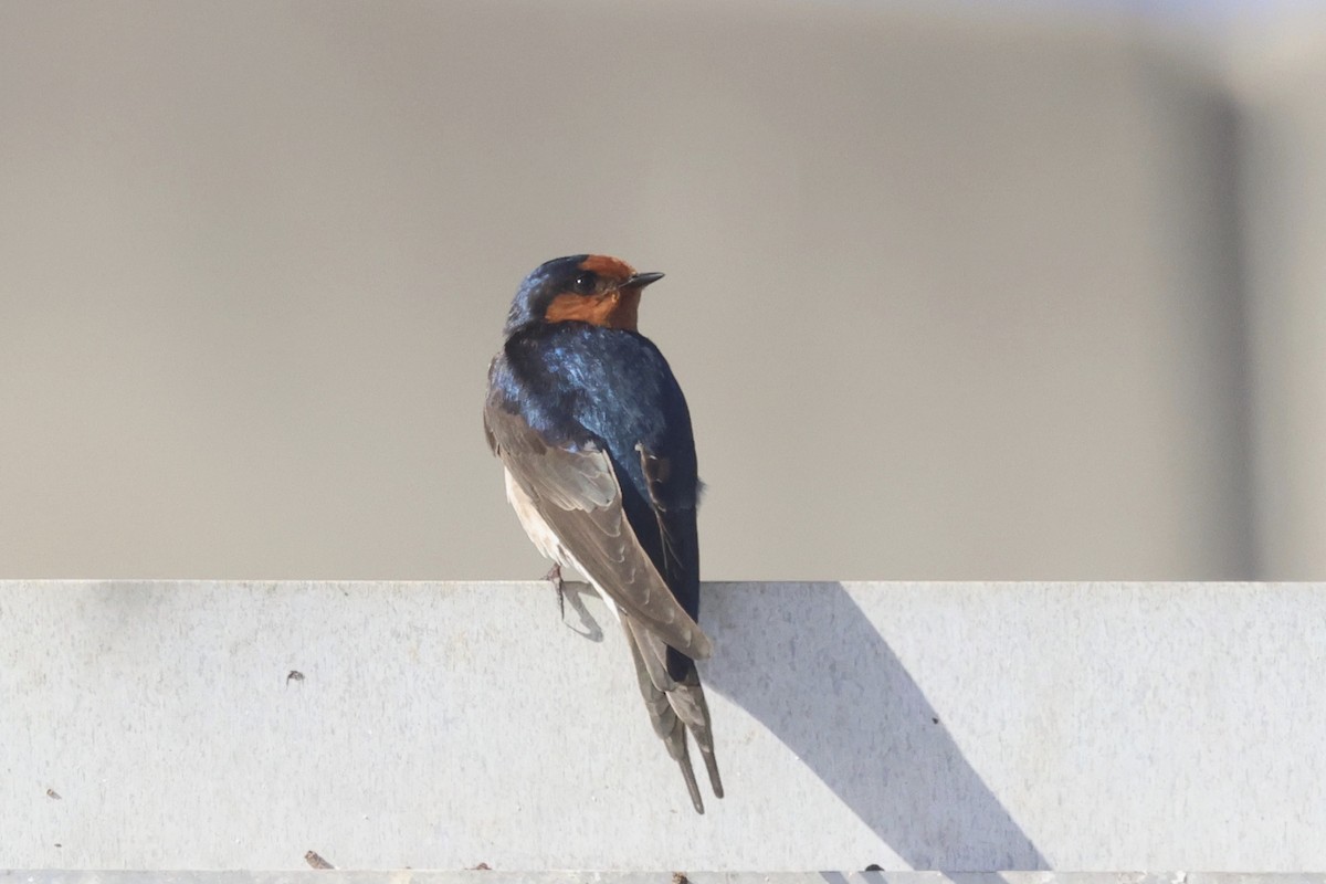 Welcome Swallow - ML621017560