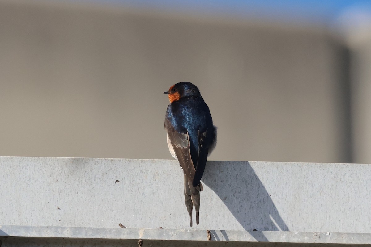 Welcome Swallow - ML621017562