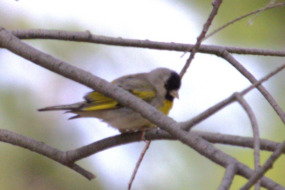 Lawrence's Goldfinch - ML621017577