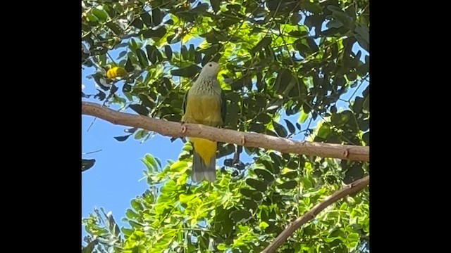 Raiatea Fruit-Dove - ML621017582