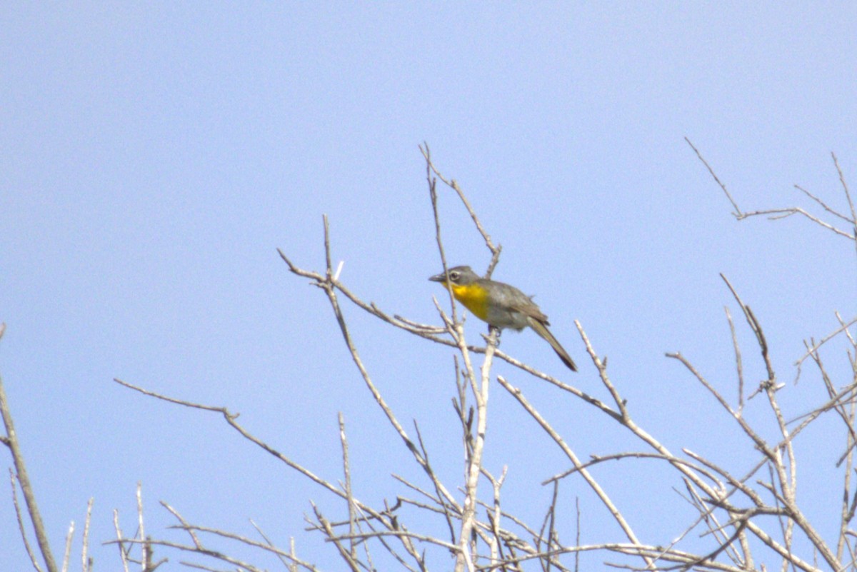 Yellow-breasted Chat - ML621017602