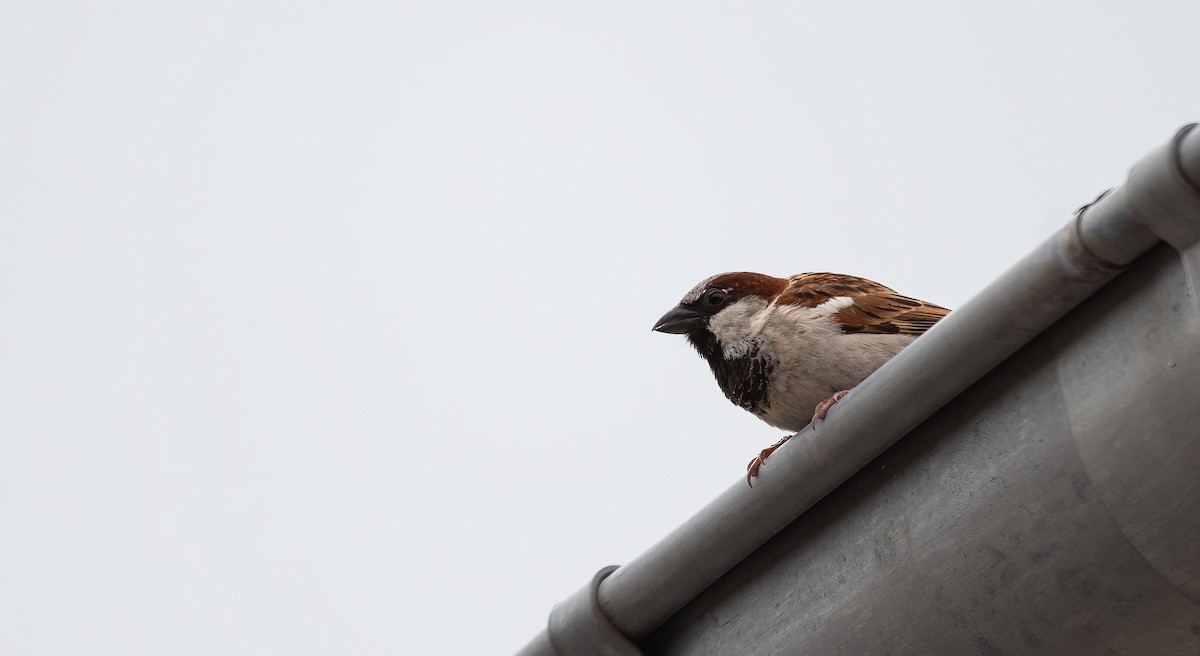 House Sparrow - ML621017614