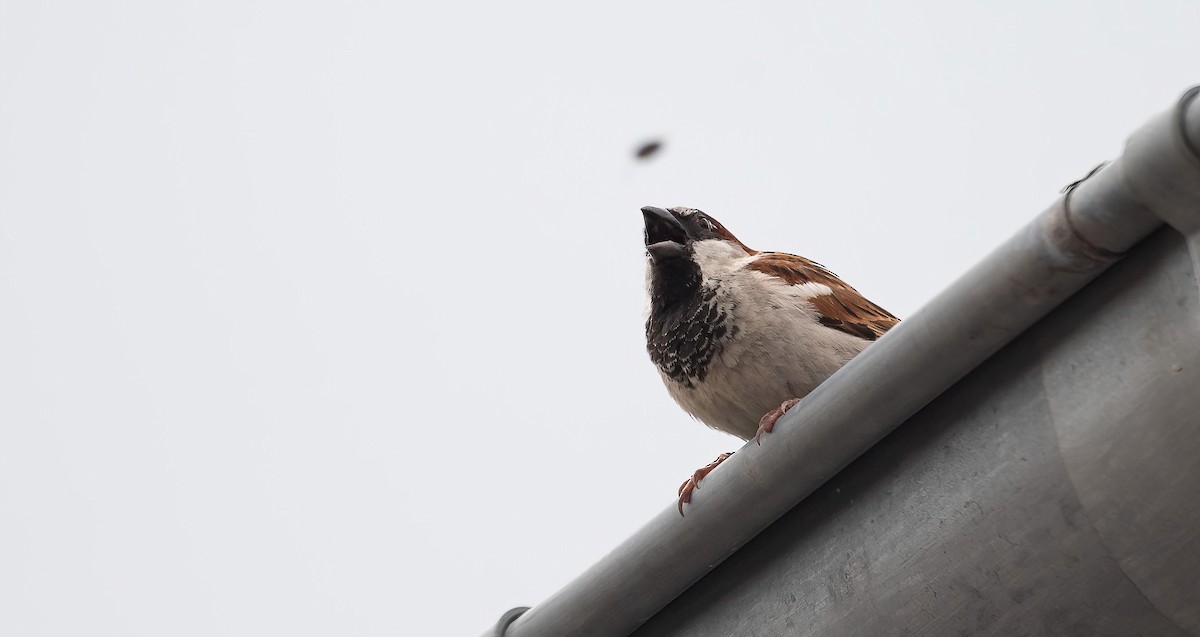 House Sparrow - ML621017615