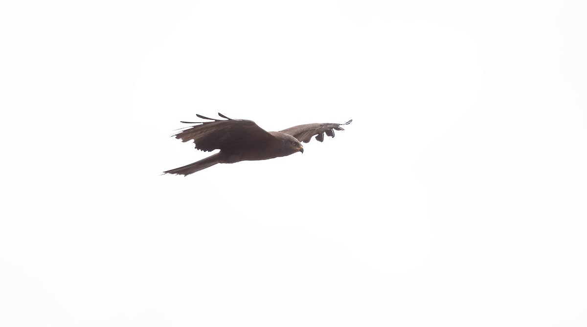 Black Kite (Black) - ML621017619