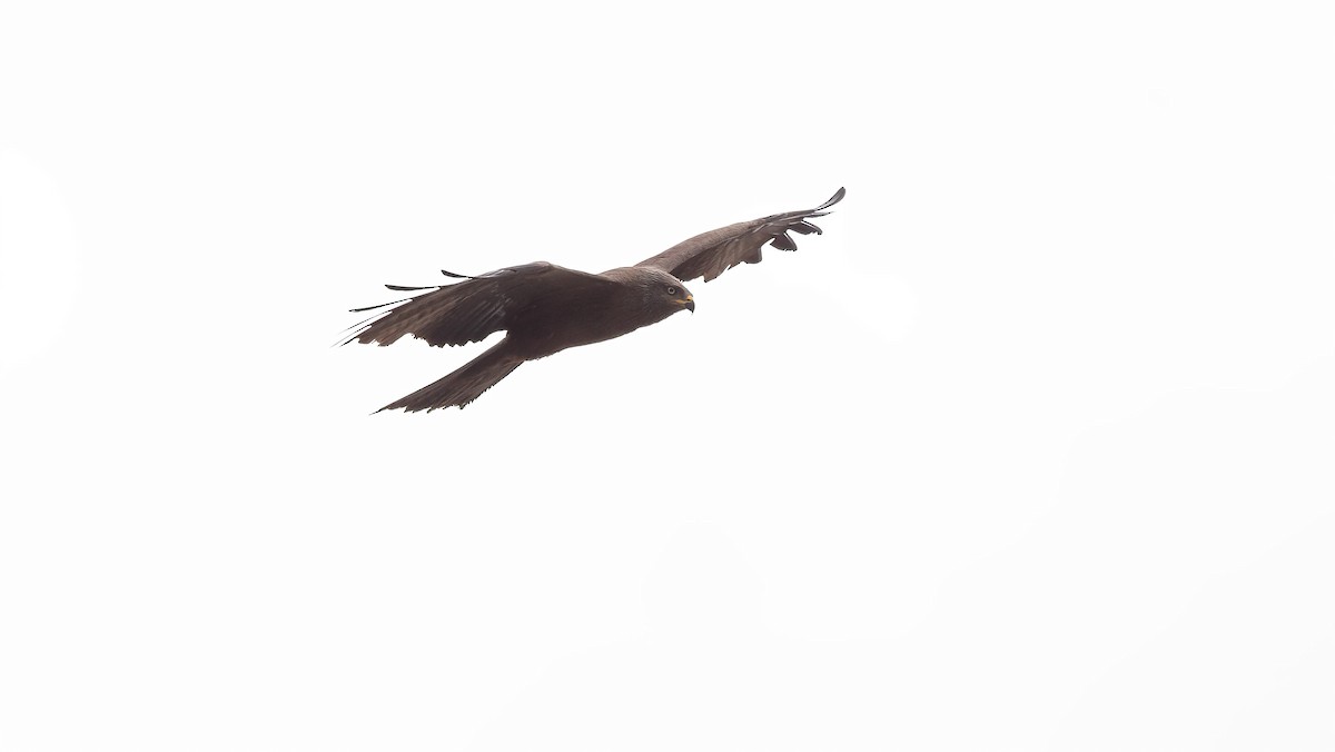 Black Kite (Black) - ML621017620