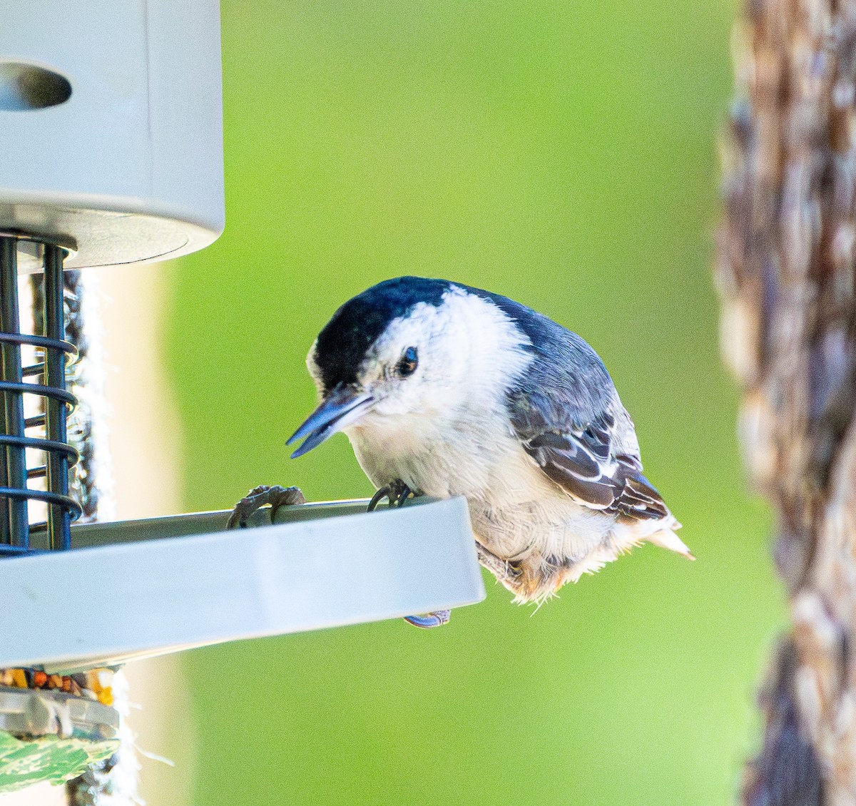 White-breasted Nuthatch - ML621017628