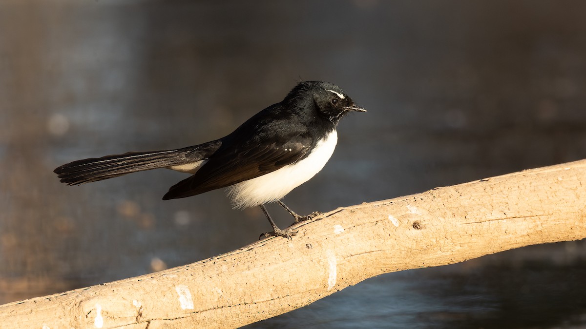 Willie-wagtail - ML621017631