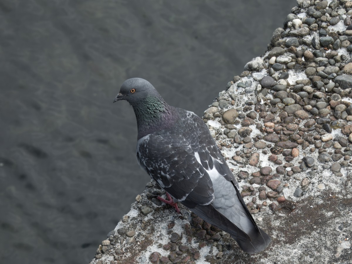 Pigeon biset (forme domestique) - ML621017683