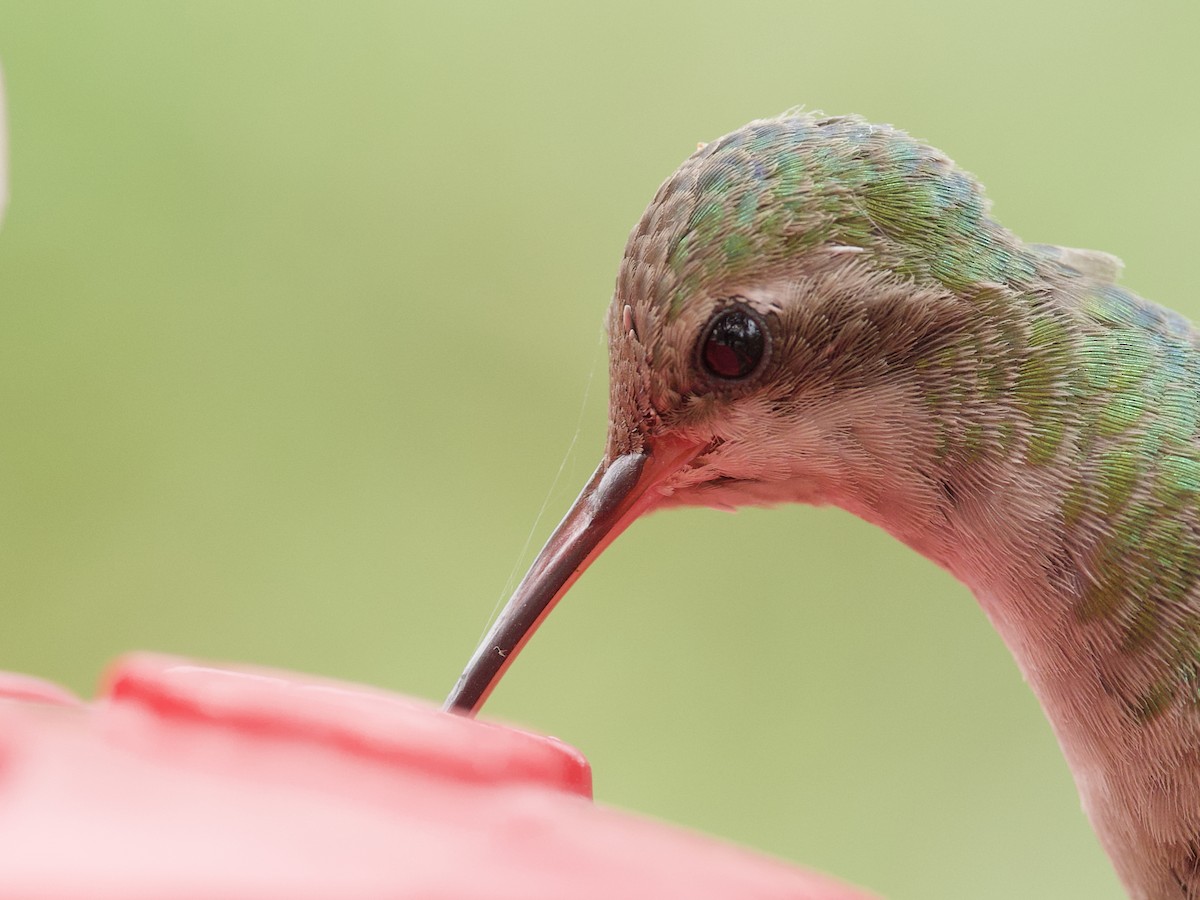 kolibřík širokozobý - ML621017692