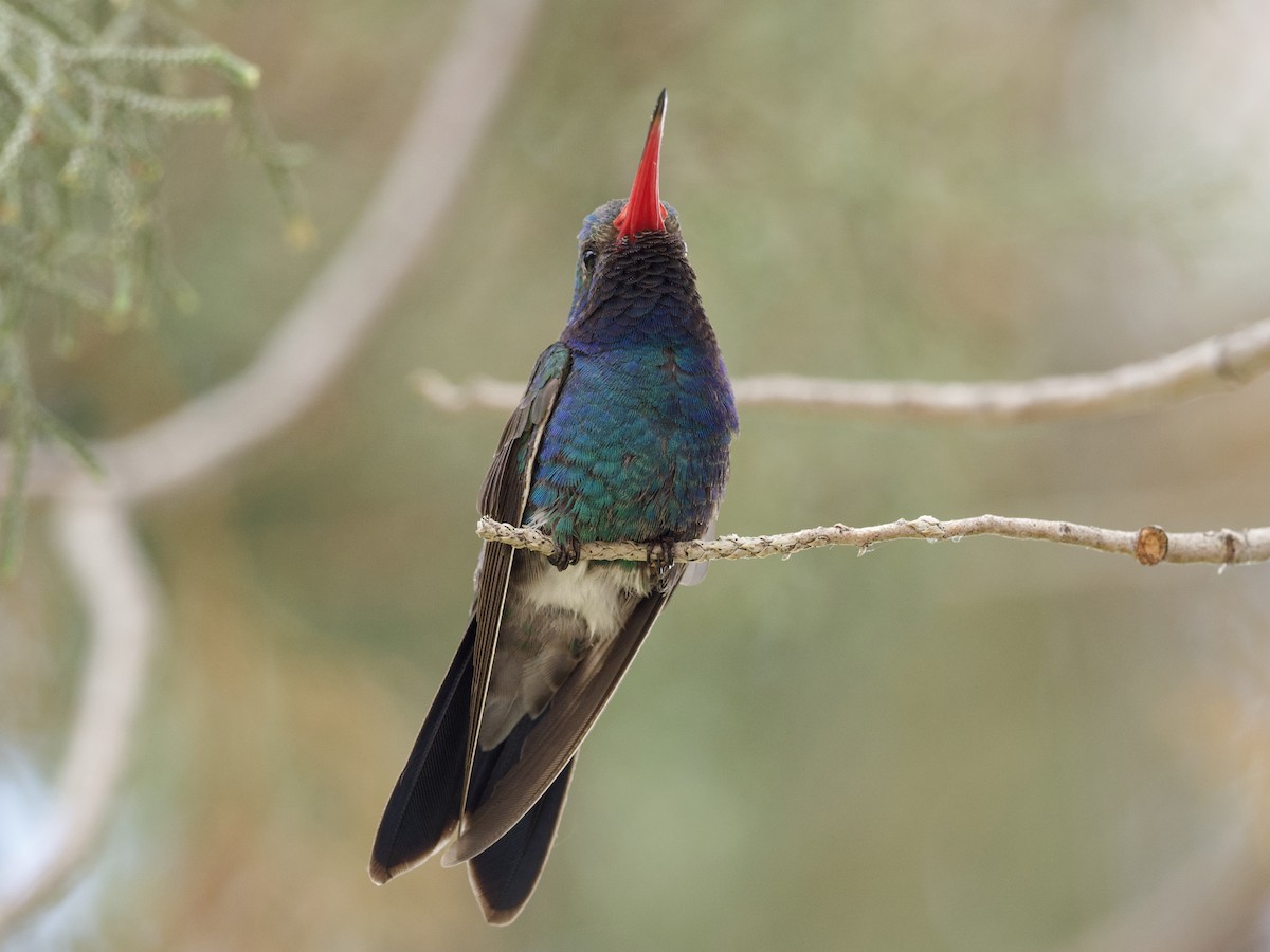 kolibřík širokozobý - ML621017700