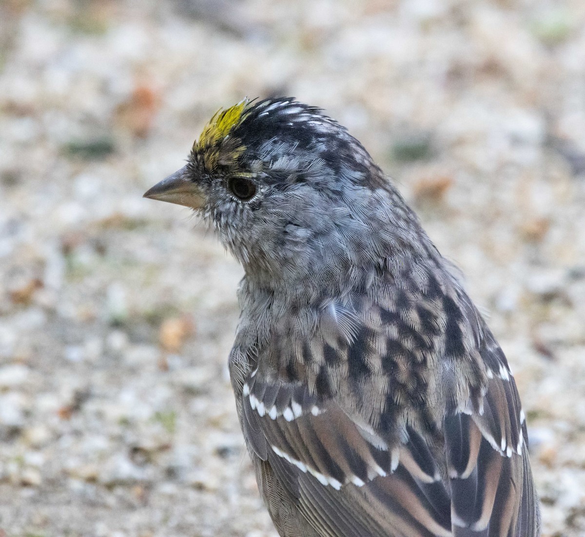 Golden-crowned Sparrow - ML621017701