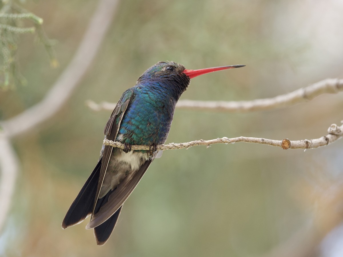 Broad-billed Hummingbird - Sochetra Ly