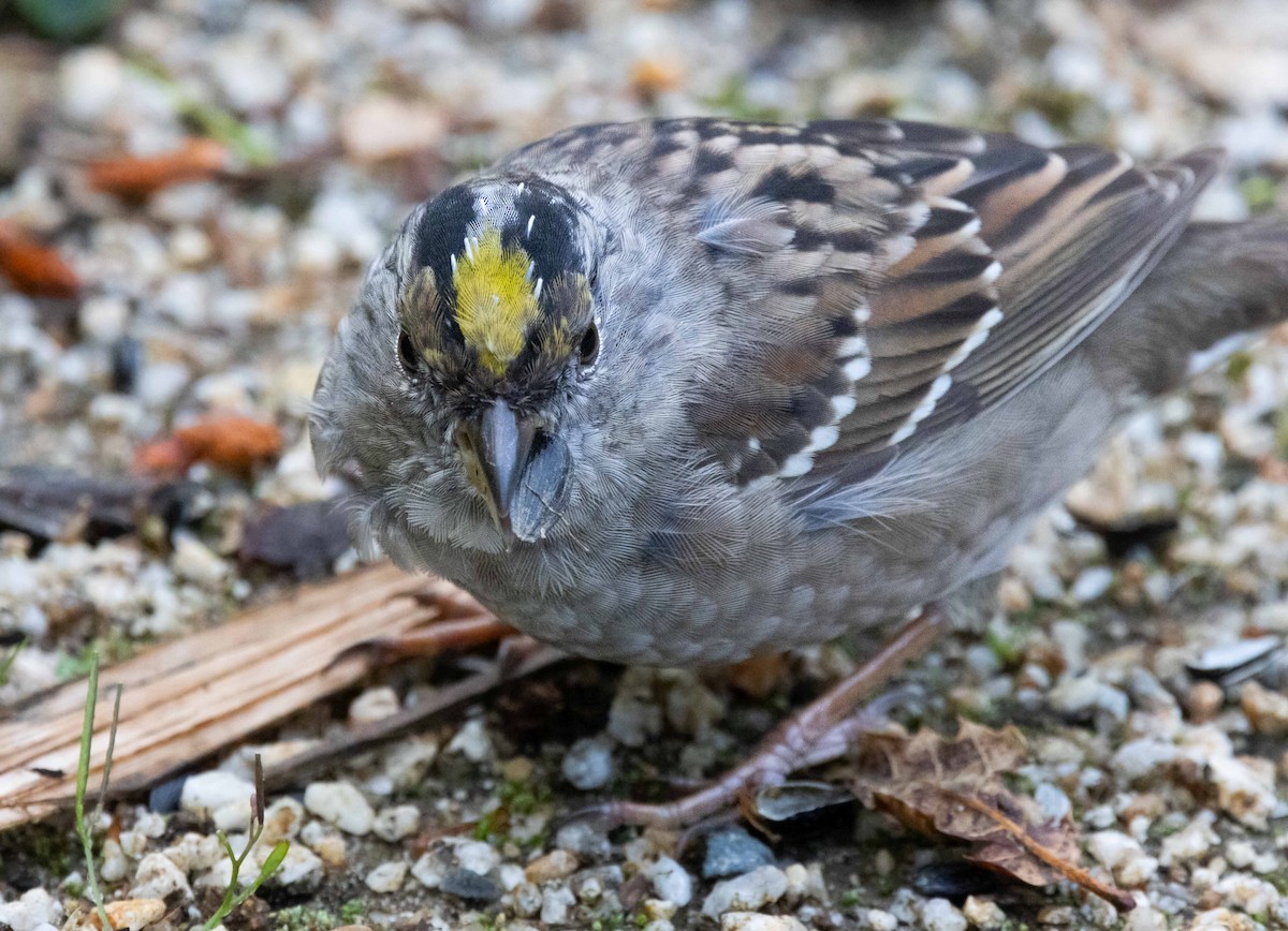 Golden-crowned Sparrow - ML621017706