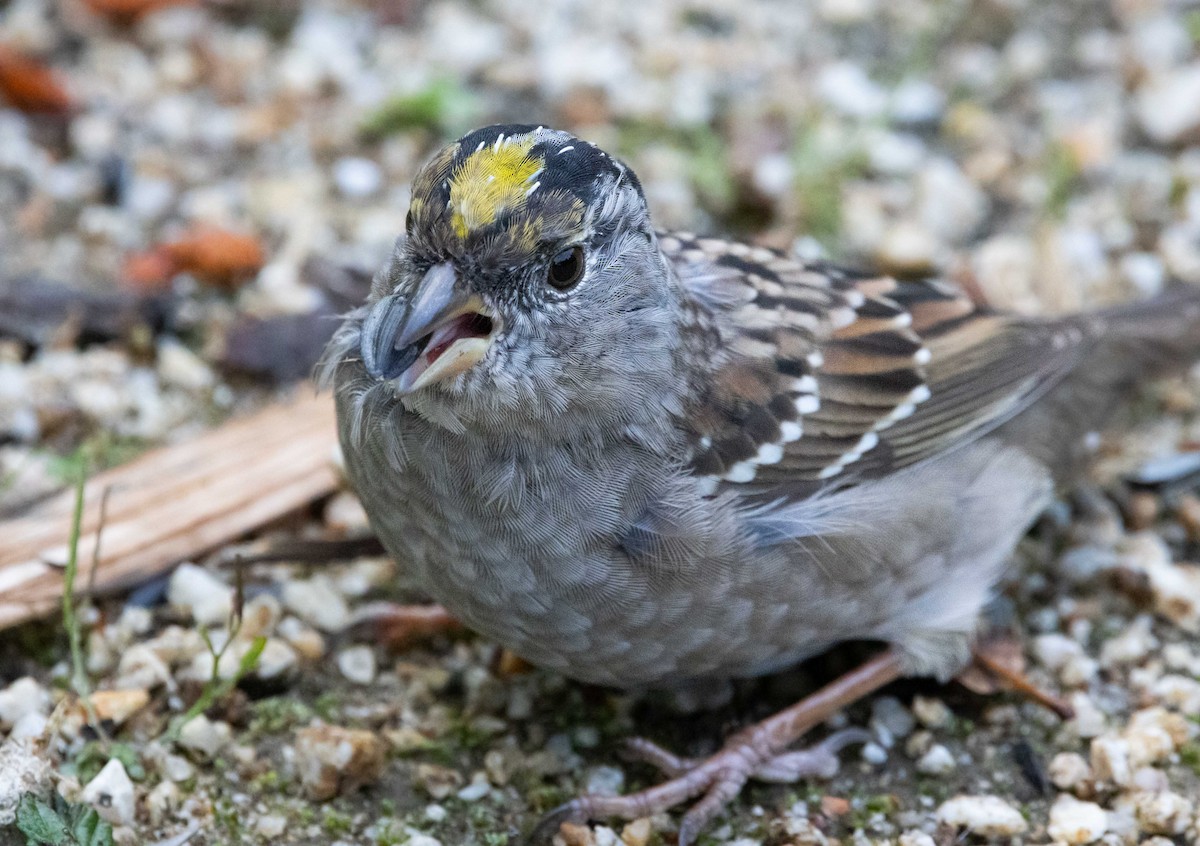 Golden-crowned Sparrow - ML621017709
