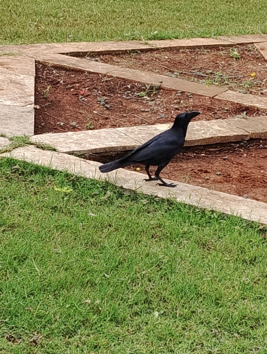 Large-billed Crow - ML621017710