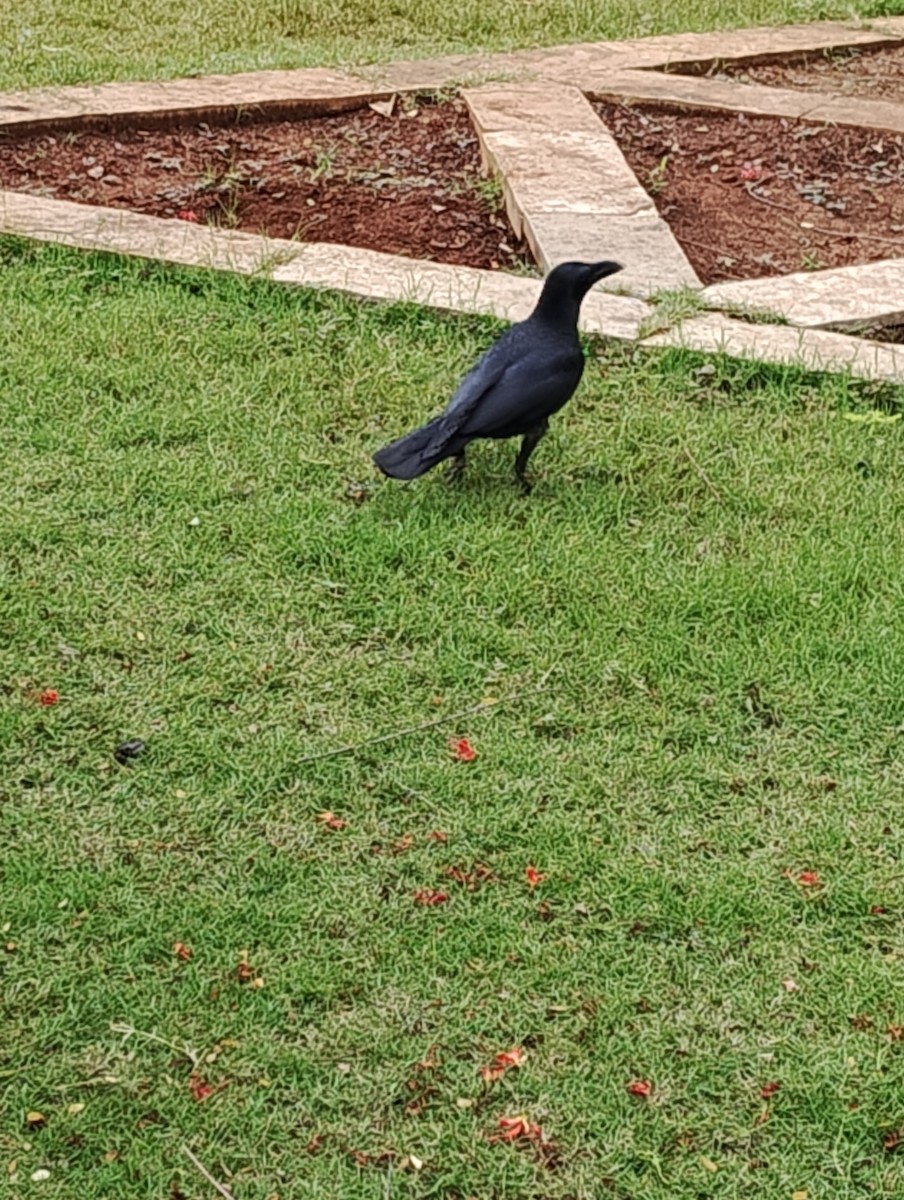 Large-billed Crow - ML621017711