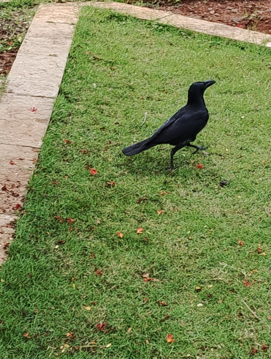 Large-billed Crow - ML621017712