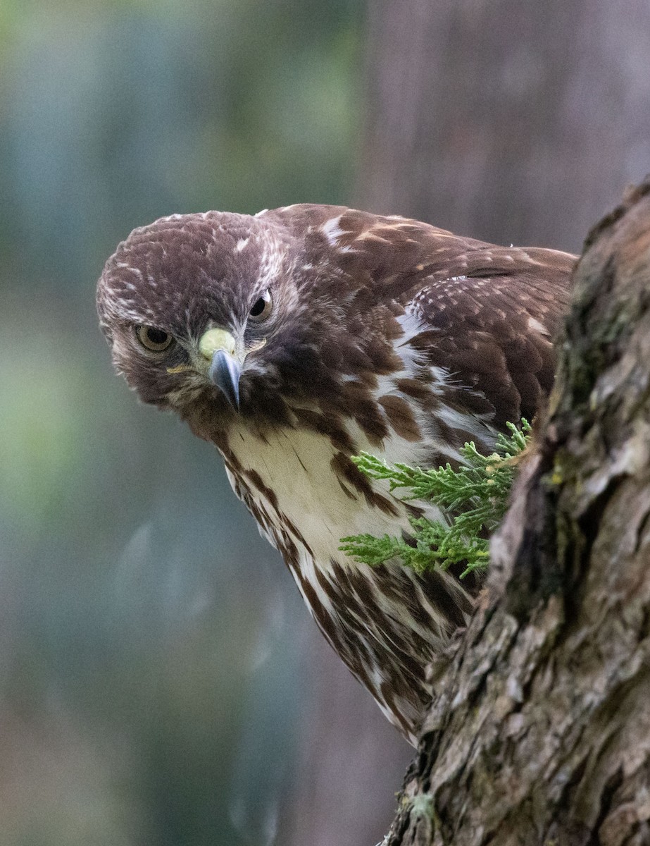 Red-tailed Hawk - ML621017714