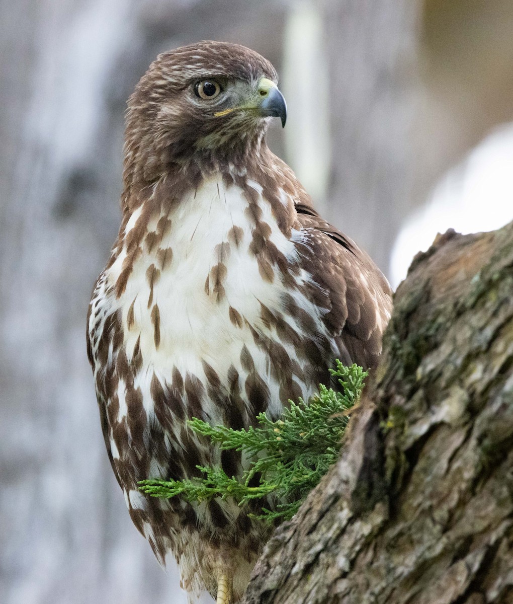 Red-tailed Hawk - ML621017725