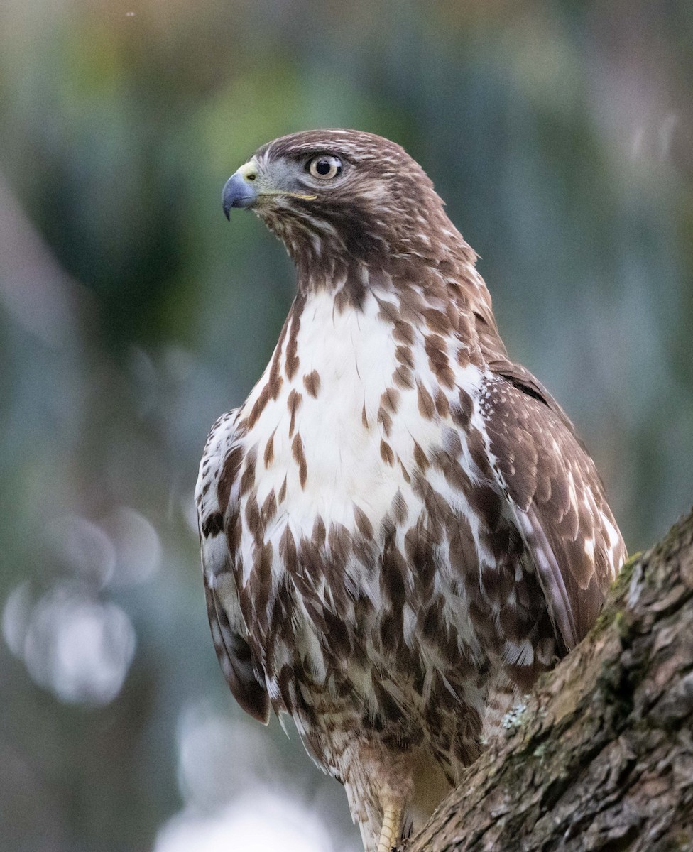 Red-tailed Hawk - ML621017730