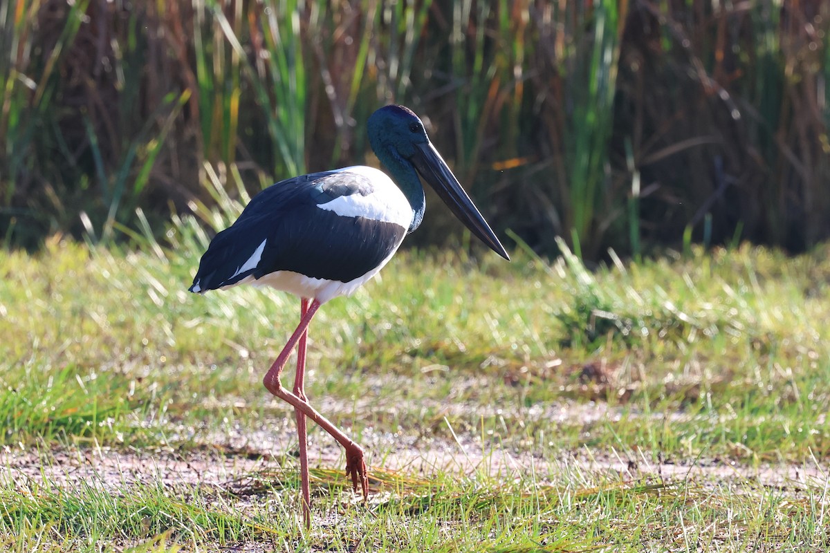 Black-necked Stork - ML621017755