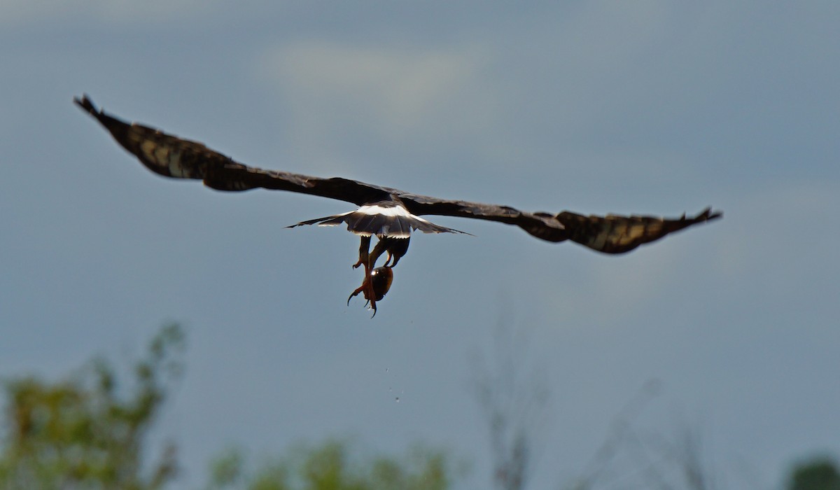 Snail Kite - ML621017763