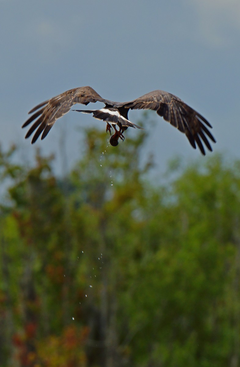 Snail Kite - ML621017764