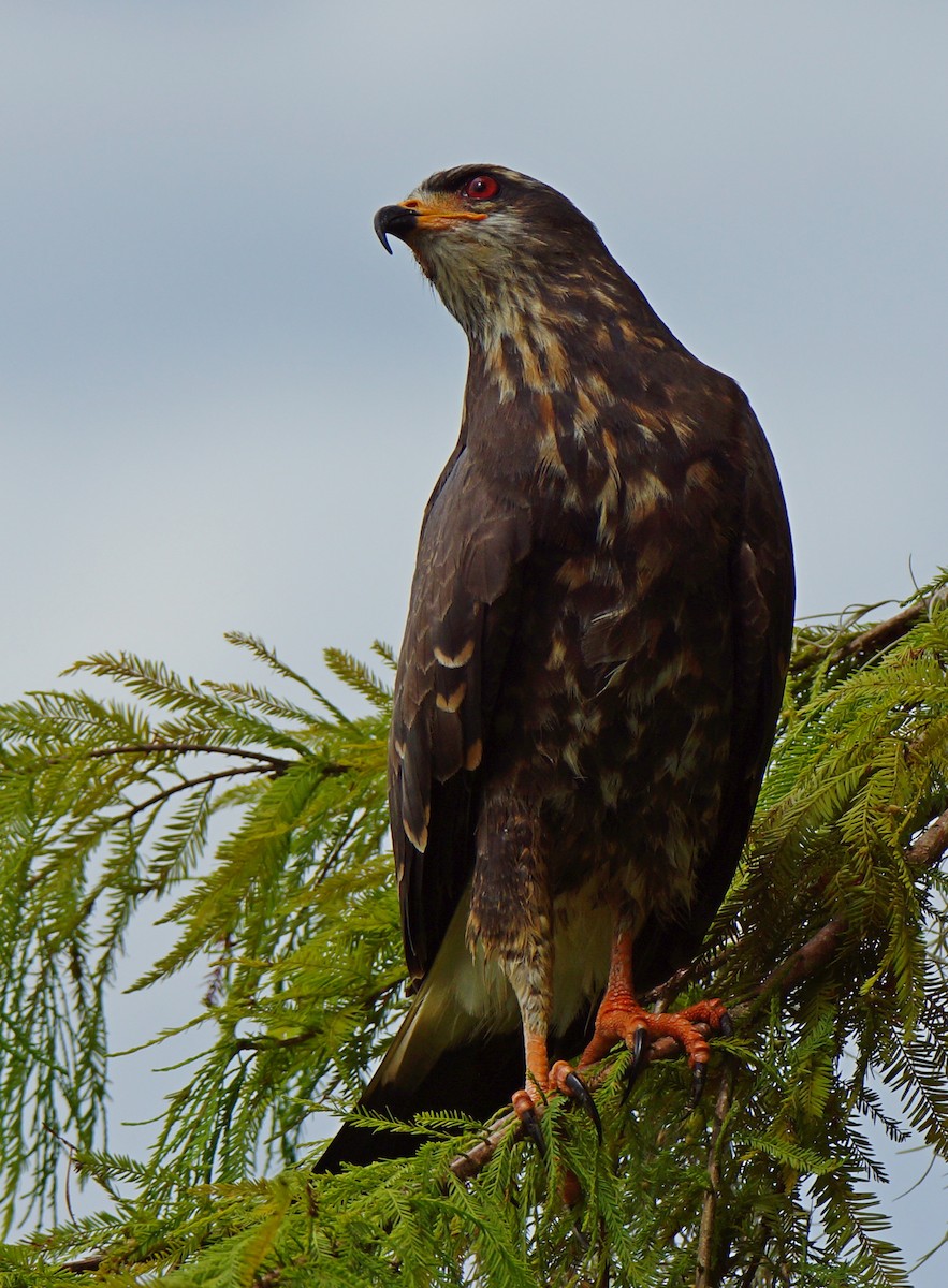 Snail Kite - ML621017766