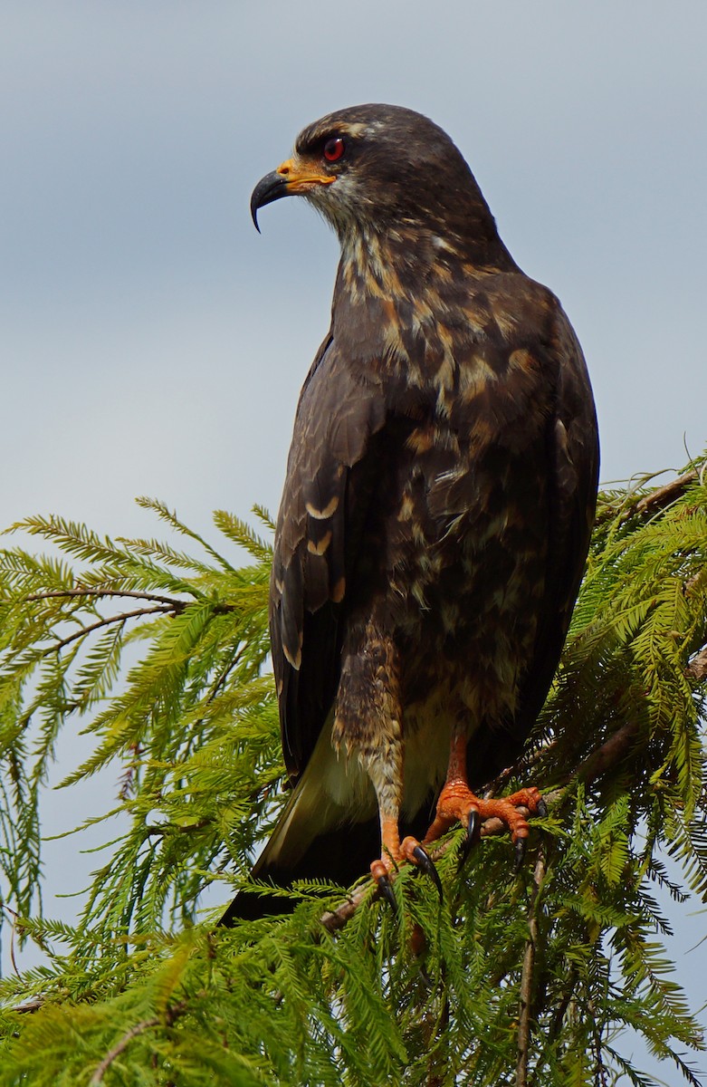 Snail Kite - ML621017767