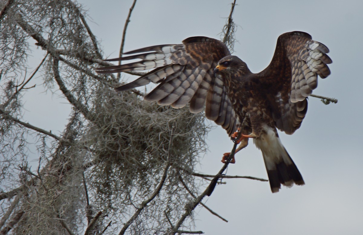 Snail Kite - ML621017768