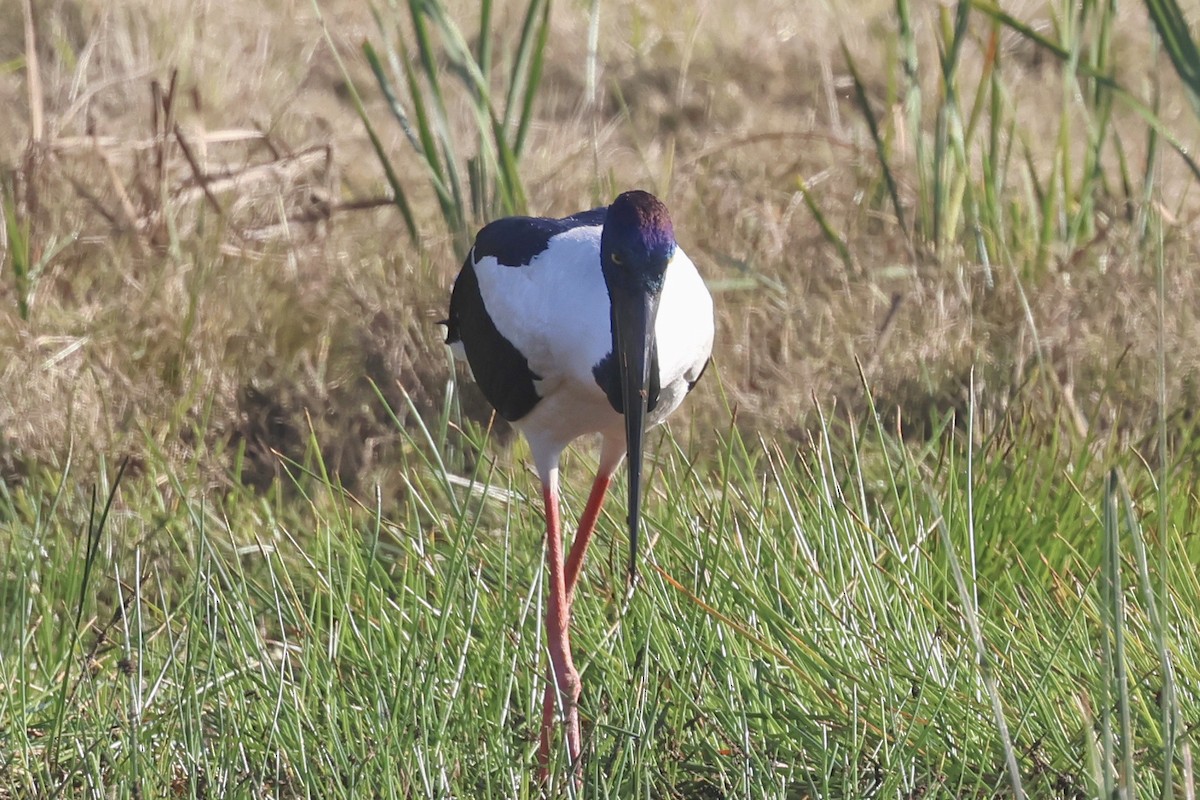 Black-necked Stork - ML621017770