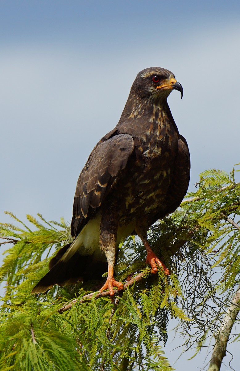 Snail Kite - ML621017772