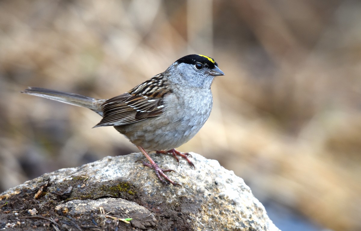 Bruant à couronne dorée - ML621017776