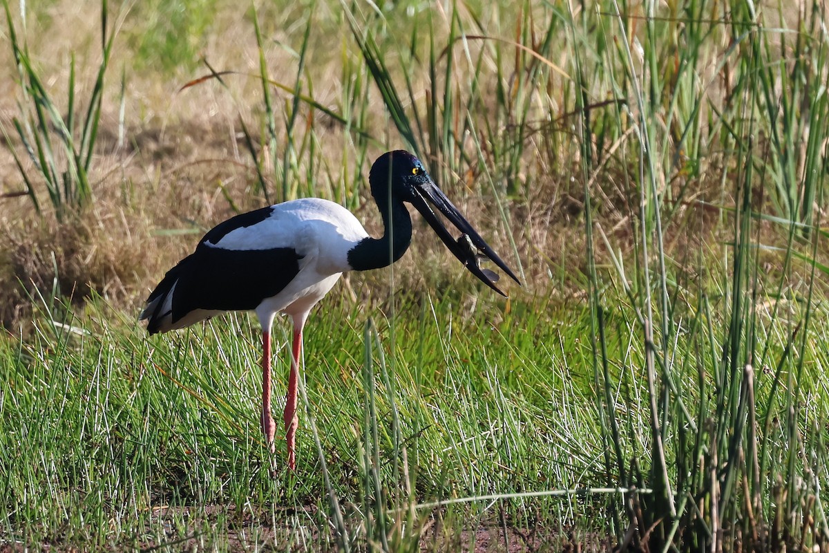 Black-necked Stork - ML621017781