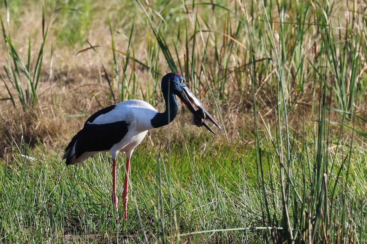 Black-necked Stork - ML621017782