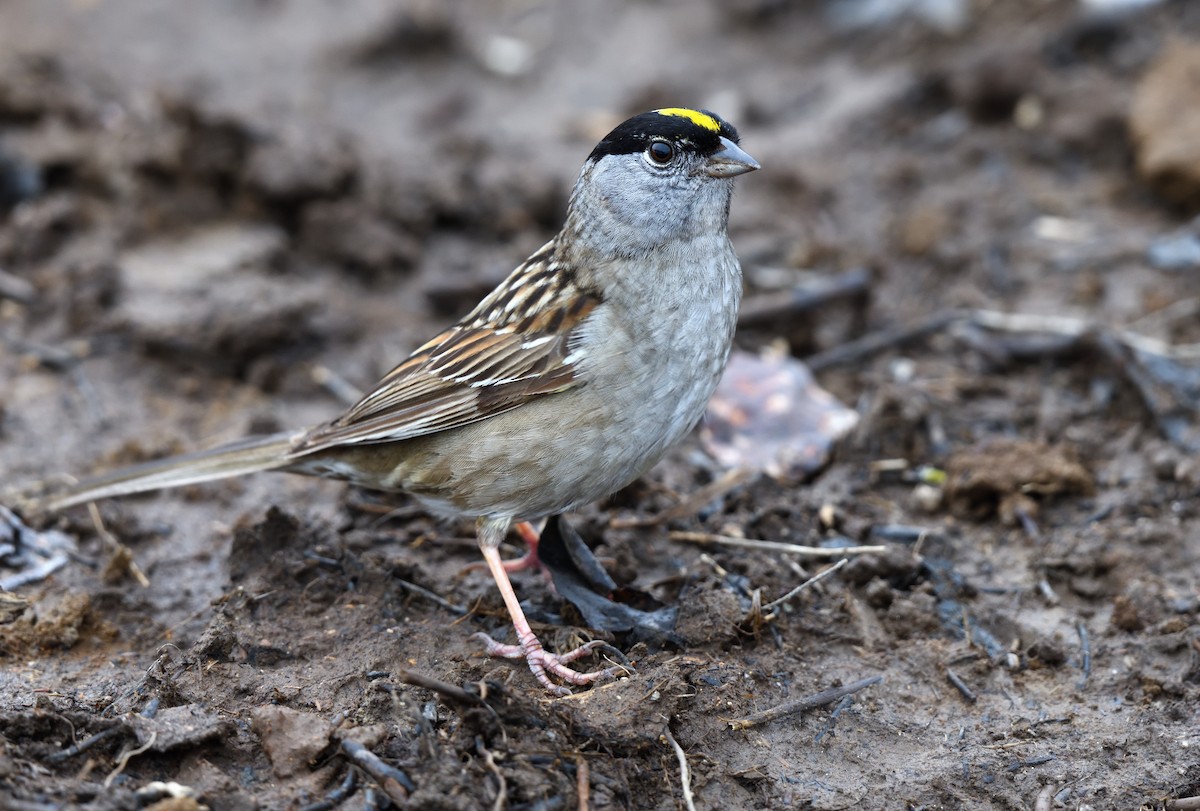 Bruant à couronne dorée - ML621017784