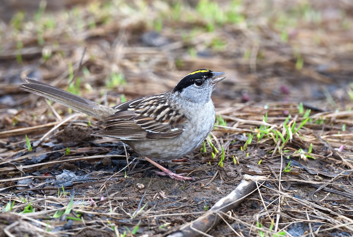 Bruant à couronne dorée - ML621017785