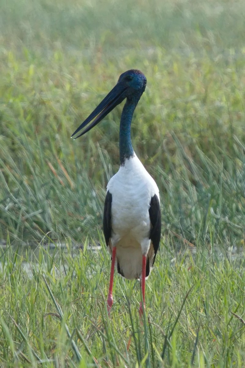 Black-necked Stork - ML621017786