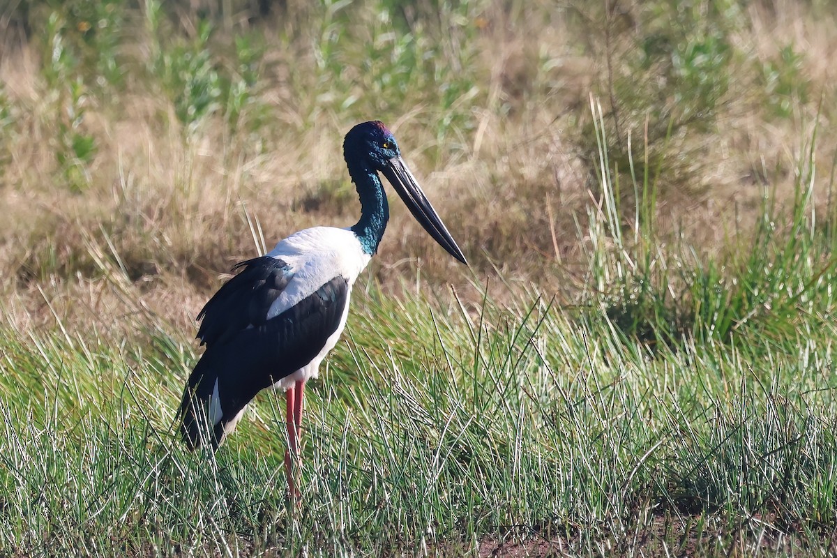 Black-necked Stork - ML621017791