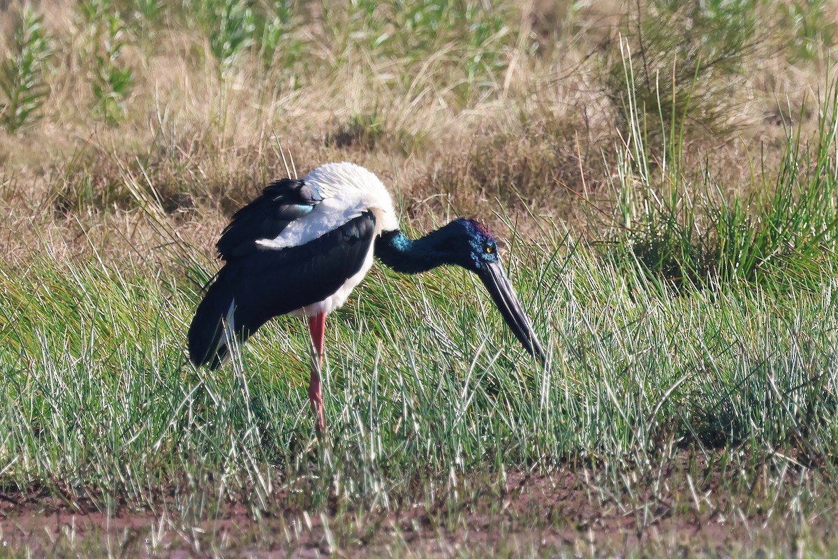 Black-necked Stork - ML621017792